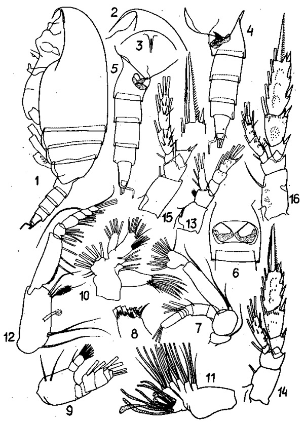 Species Scaphocalanus invalidus - Plate 1 of morphological figures