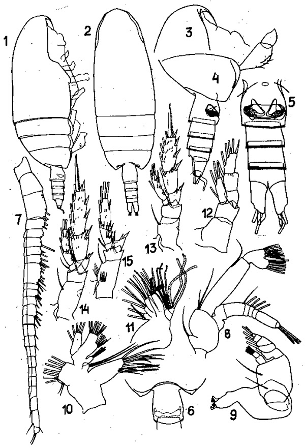 Species Scaphocalanus curtus - Plate 10 of morphological figures