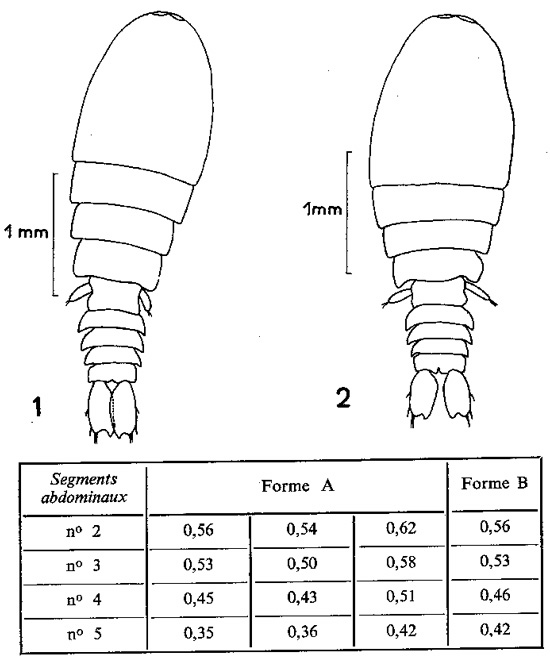 Espce Sapphirina angusta - Planche 4 de figures morphologiques