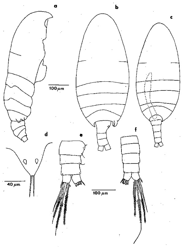 Species Exumella tuberculata - Plate 1 of morphological figures