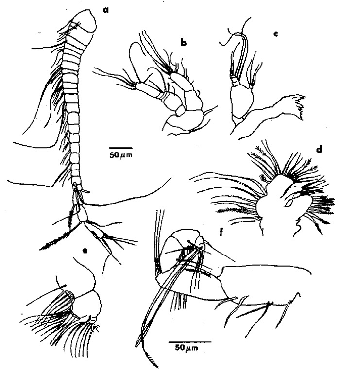Espce Exumella tuberculata - Planche 2 de figures morphologiques