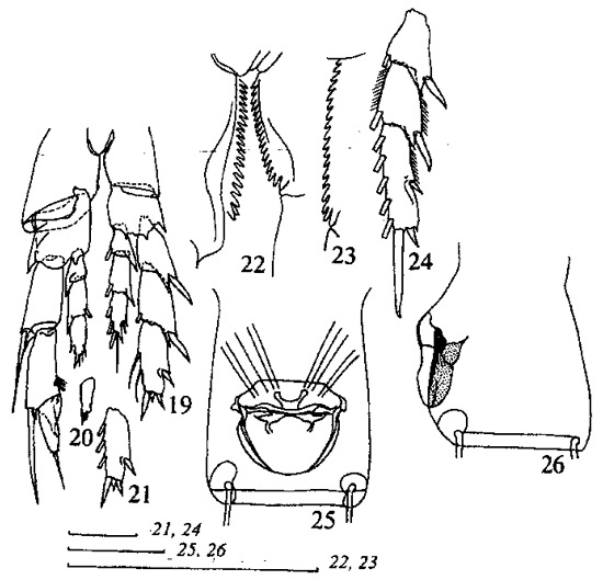 Espèce Nannocalanus minor - Planche 12 de figures morphologiques