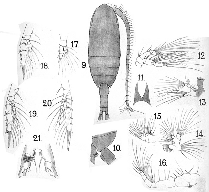 Species Monacilla typica - Plate 8 of morphological figures