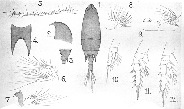 Species Aetideus bradyi - Plate 2 of morphological figures