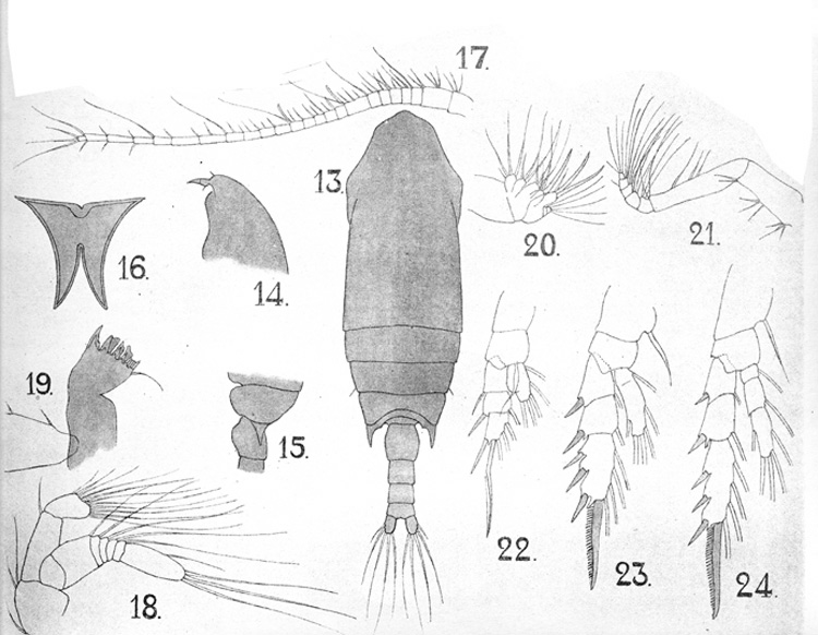 Species Aetideopsis rostrata - Plate 12 of morphological figures