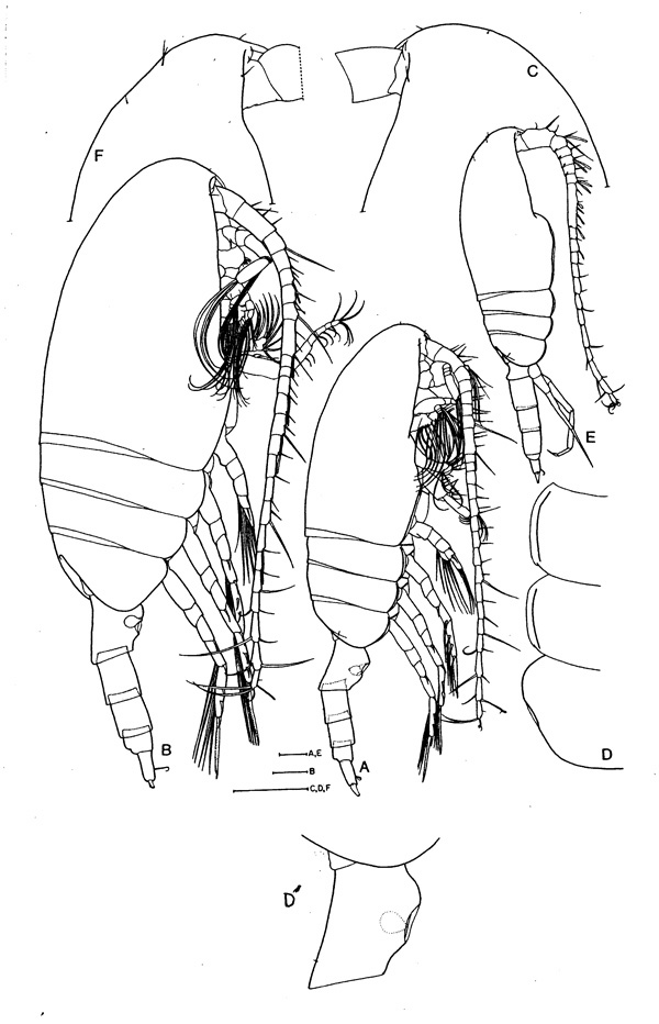 Espèce Pseudocalanus acuspes - Planche 1 de figures morphologiques