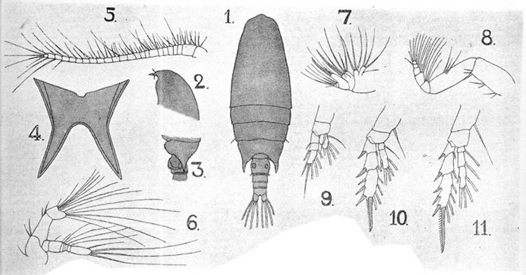 Species Bradyidius armatus - Plate 3 of morphological figures