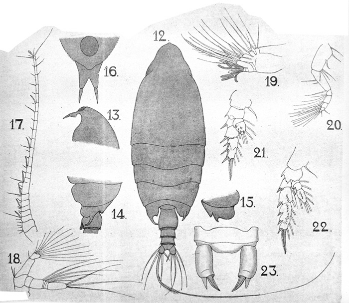Espèce Macandrewella joanae - Planche 1 de figures morphologiques