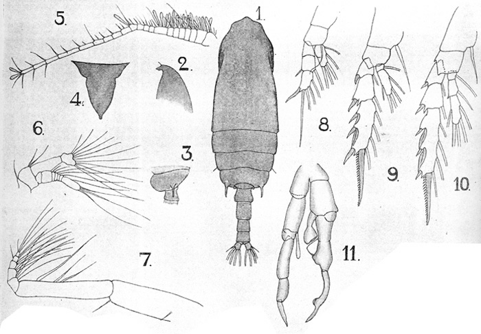 Espèce Gaetanus tenuispinus - Planche 13 de figures morphologiques