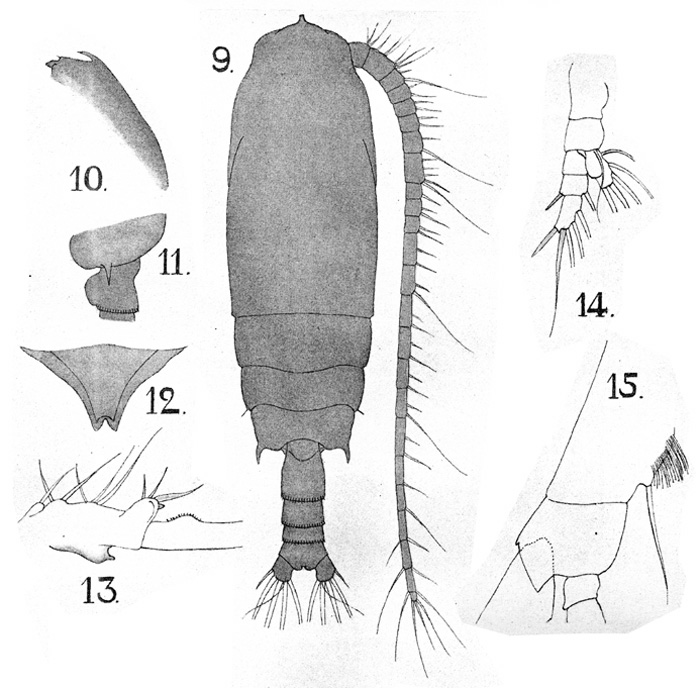 Species Gaetanus kruppii - Plate 10 of morphological figures