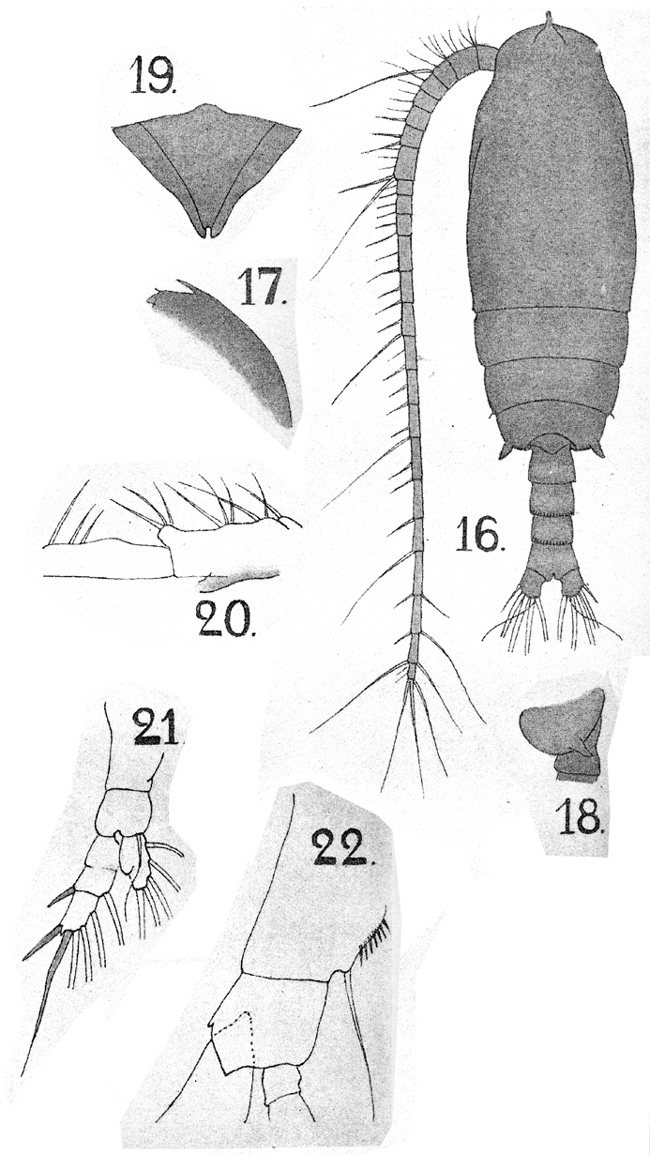 Espce Gaetanus brevicornis - Planche 6 de figures morphologiques