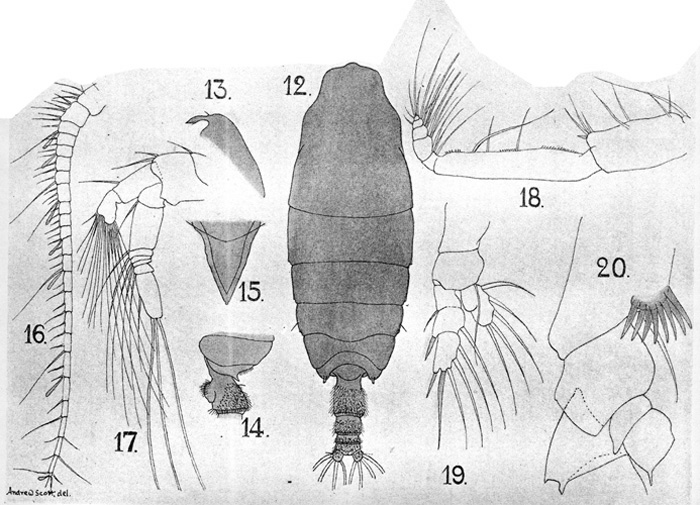 Espce Pseudochirella dentata - Planche 2 de figures morphologiques