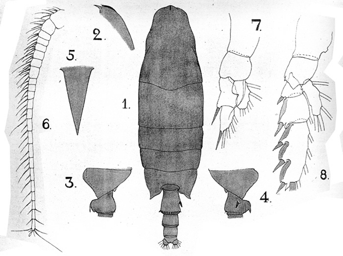 Species Undeuchaeta intermedia - Plate 5 of morphological figures