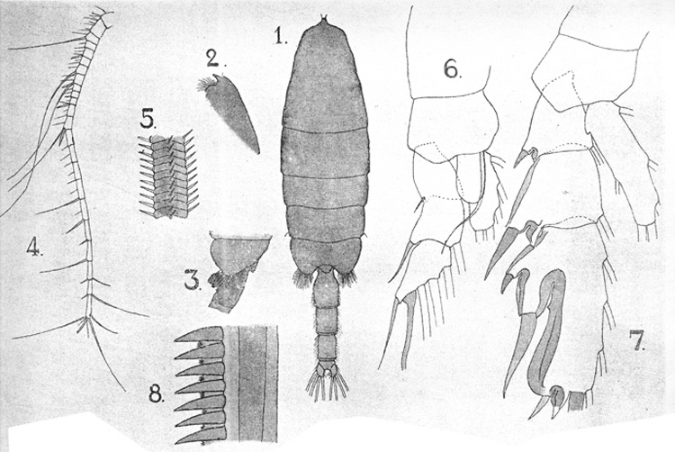 Species Paraeuchaeta malayensis - Plate 9 of morphological figures