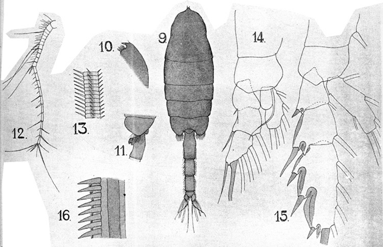 Species Paraeuchaeta gracilicauda - Plate 3 of morphological figures