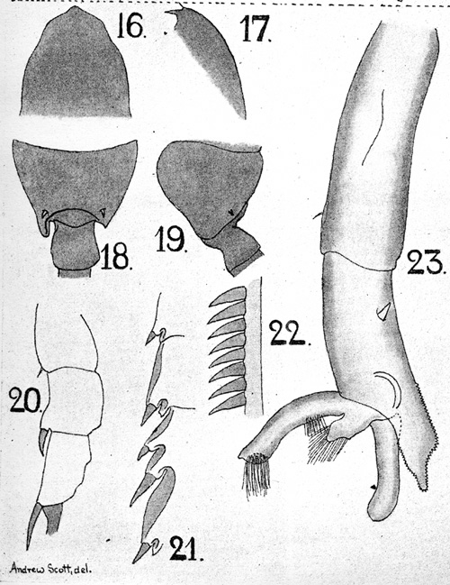 Espèce Paraeuchaeta sarsi - Planche 10 de figures morphologiques
