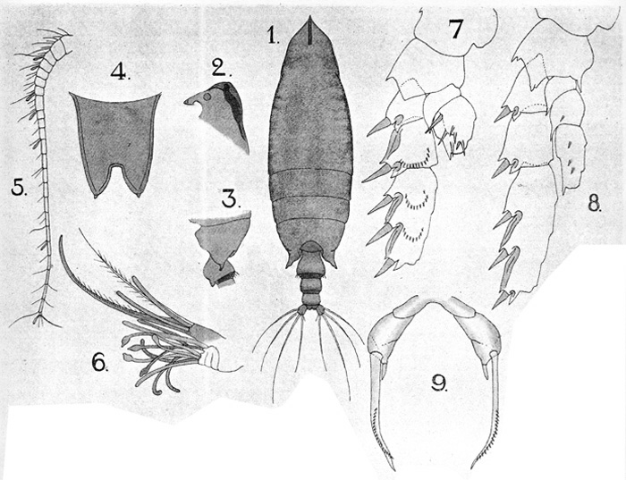 Espèce Scottocalanus securifrons - Planche 11 de figures morphologiques