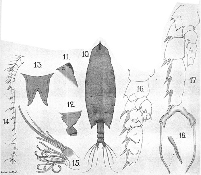 Espèce Scottocalanus longispinus - Planche 3 de figures morphologiques