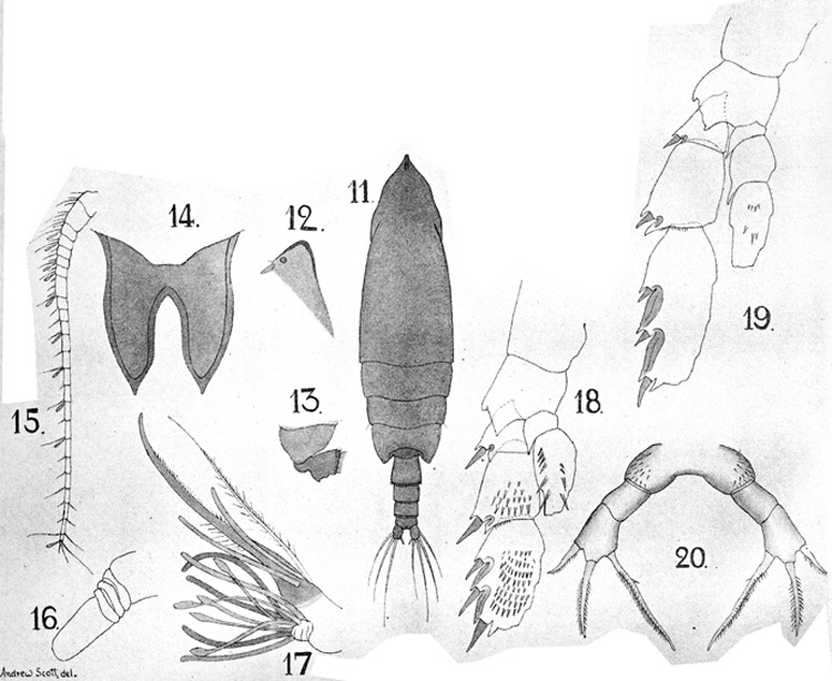 Espèce Lophothrix frontalis - Planche 14 de figures morphologiques