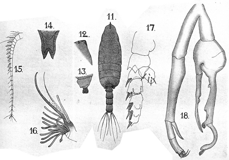 Espèce Scottocalanus farrani - Planche 2 de figures morphologiques