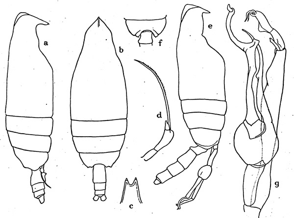 Espce Scottocalanus terranovae - Planche 1 de figures morphologiques