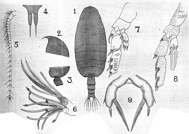 Species Amallothrix valida - Plate 6 of morphological figures