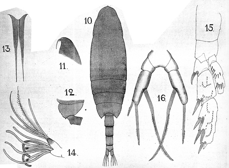 Species Scaphocalanus elongatus - Plate 4 of morphological figures
