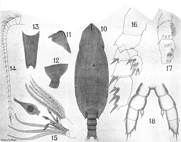 Espèce Landrumius gigas - Planche 3 de figures morphologiques