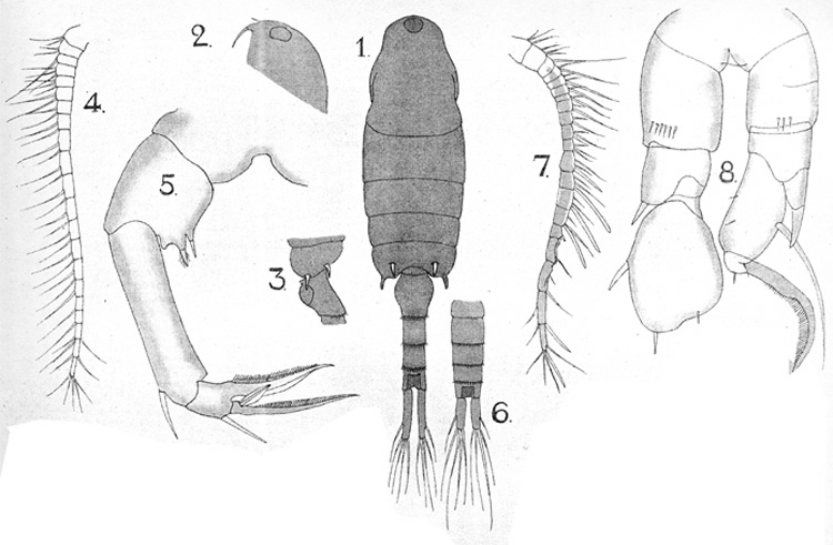 Species Pseudodiaptomus clevei - Plate 1 of morphological figures