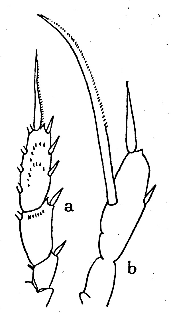 Espèce Scaphocalanus subbrevicornis - Planche 1 de figures morphologiques