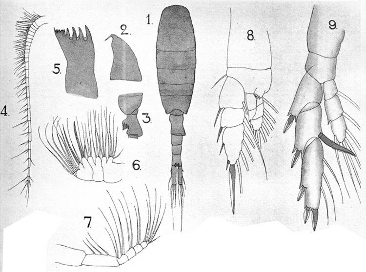 Species Lucicutia pera - Plate 3 of morphological figures