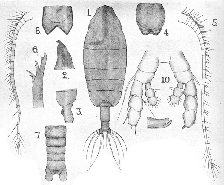 Species Euaugaptilus validus - Plate 1 of morphological figures
