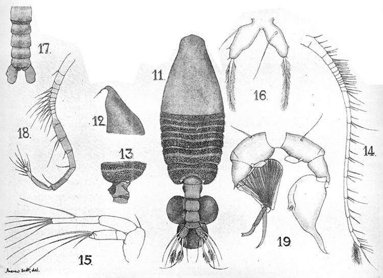 Species Paraugaptilus similis - Plate 5 of morphological figures
