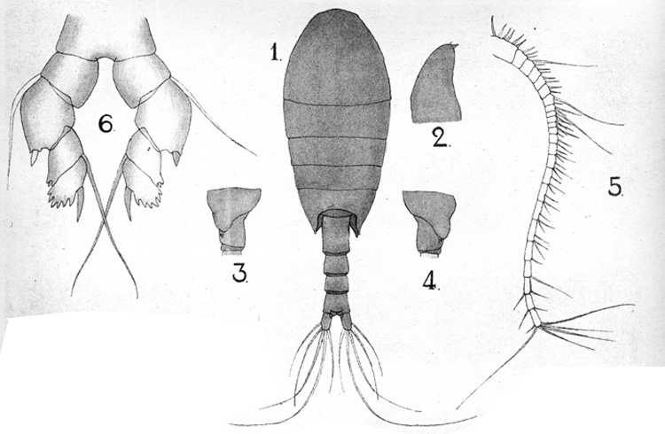 Espce Nullosetigera giesbrechti - Planche 1 de figures morphologiques
