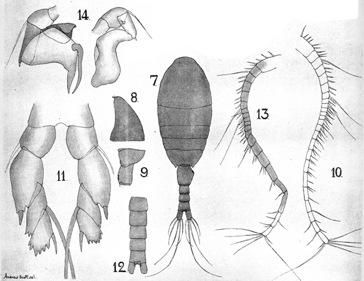 Espèce Nullosetigera helgae - Planche 6 de figures morphologiques