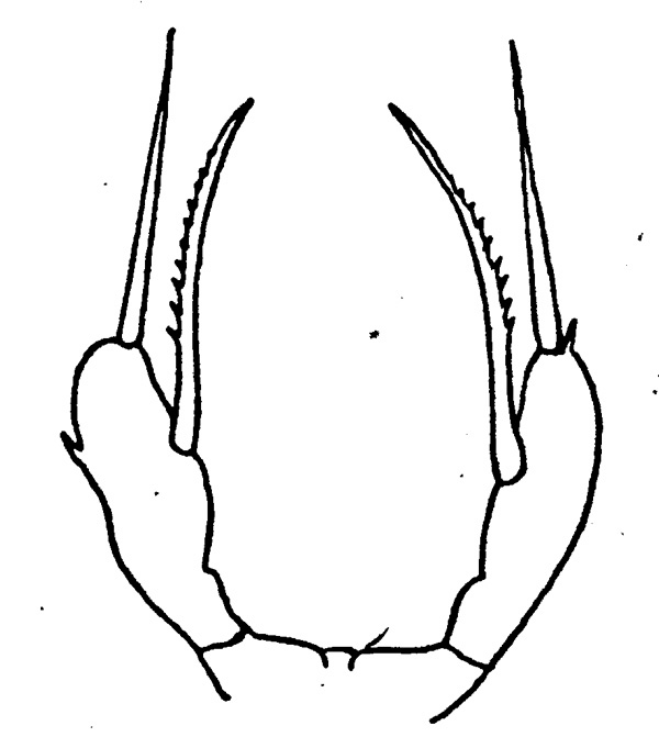 Species Scaphocalanus echinatus - Plate 1 of morphological figures