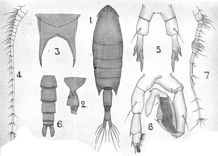 Espèce Calanopia thompsoni - Planche 3 de figures morphologiques