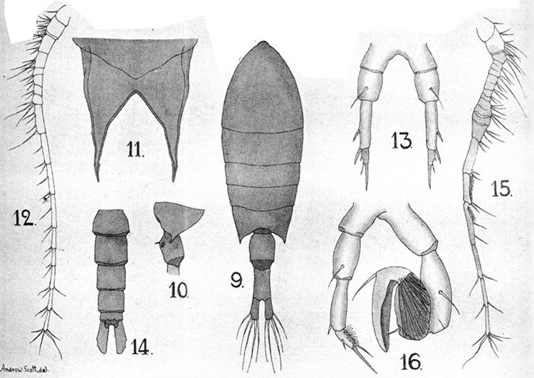 Espèce Calanopia herdmani - Planche 1 de figures morphologiques