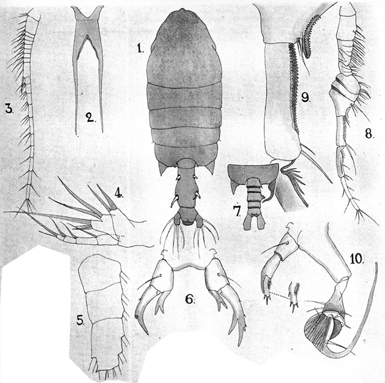 Species Pontellopsis macronyx - Plate 4 of morphological figures