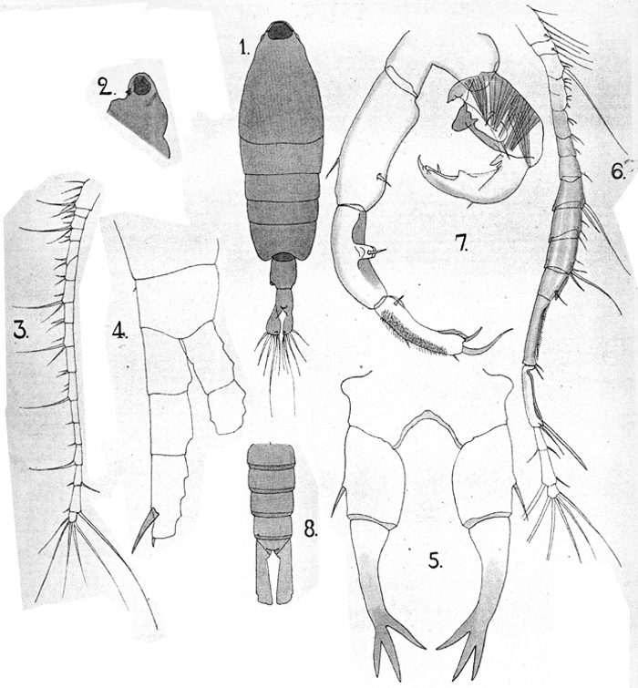 Espèce Tortanus (Atortus) murrayi - Planche 1 de figures morphologiques
