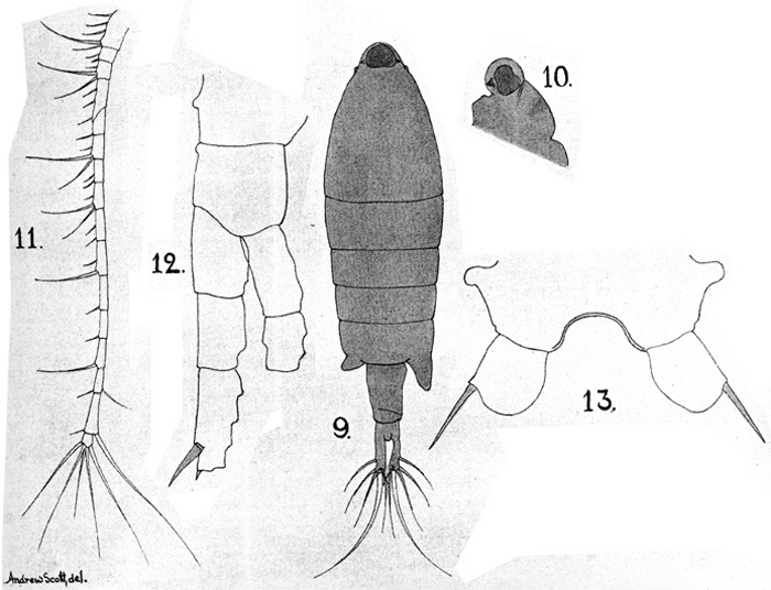 Espèce Tortanus (Atortus) brevipes - Planche 1 de figures morphologiques