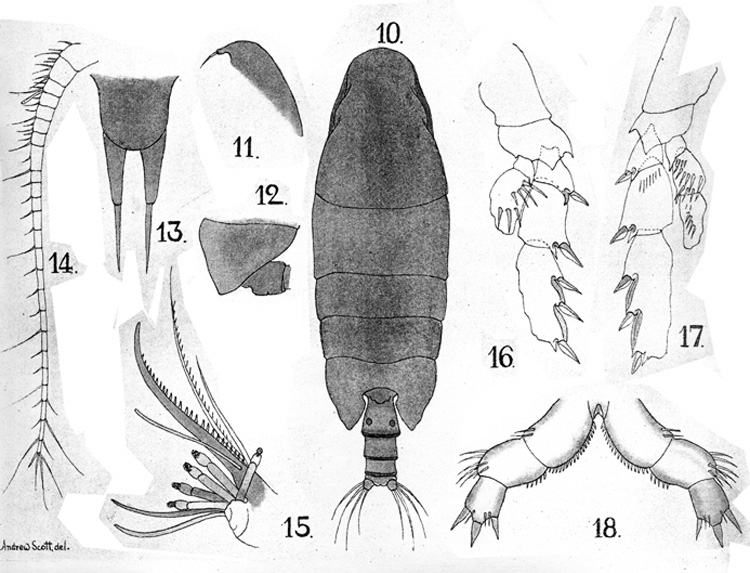 Espèce Xanthocalanus agilis - Planche 1 de figures morphologiques
