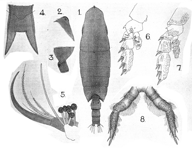 Species Onchocalanus cristatus - Plate 11 of morphological figures