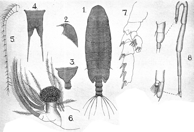 Species Xanthocalanus typicus - Plate 2 of morphological figures