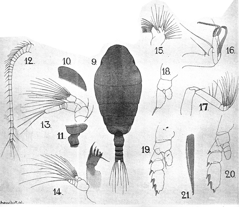 Espèce Chiridiella ovata - Planche 1 de figures morphologiques