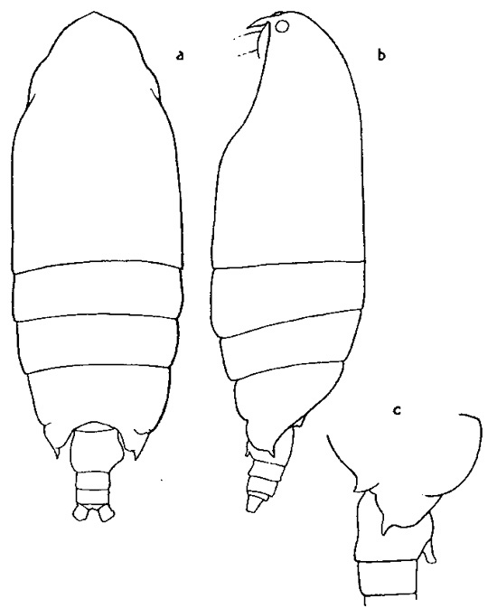 Espèce Macandrewella mera - Planche 1 de figures morphologiques