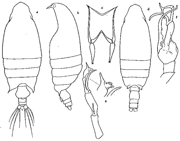 Espèce Macandrewella asymmetrica - Planche 1 de figures morphologiques