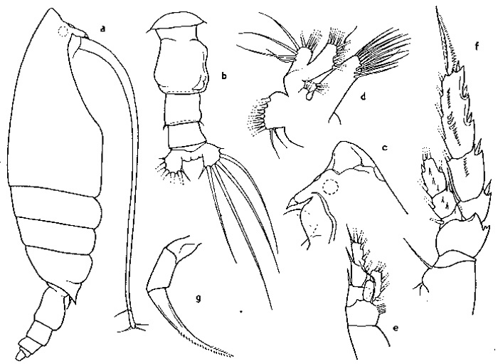 Species Scolecocalanus galeatus - Plate 1 of morphological figures