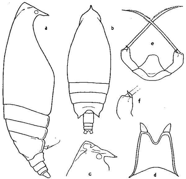 Espce Scottocalanus sedatus - Planche 1 de figures morphologiques
