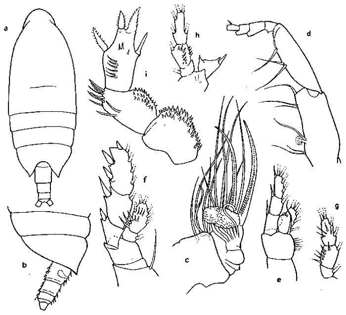 Species Xanthocalanus squamatus - Plate 1 of morphological figures